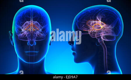 Weibliche limbischen System Gehirn Anatomie - blue Konzept Stockfoto