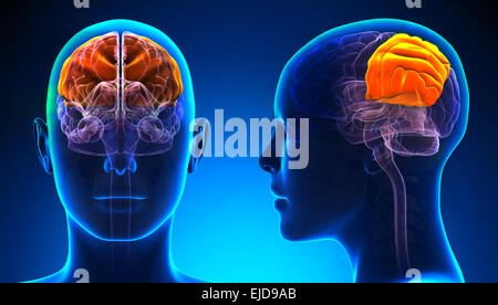 Weibliche Scheitellappen Gehirn Anatomie - blue Konzept Stockfoto