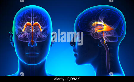 Weibliche Venctricles der Anatomie des Gehirns Stockfoto