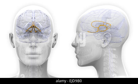 Weibliche Anatomie des limbischen Systems Gehirns - isoliert auf weiss Stockfoto