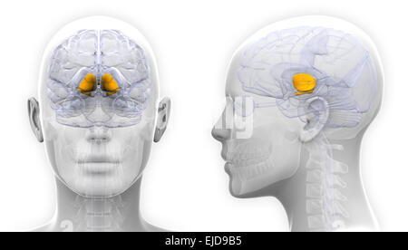 Weibliche Basalganglien-Gehirn-Anatomie - isoliert auf weiss Stockfoto