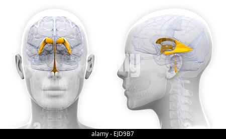 Weibliche Venctricles der Anatomie des Gehirns - isoliert auf weiss Stockfoto