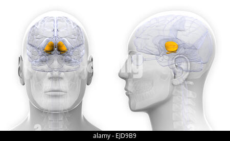 Männliche Basalganglien-Gehirn-Anatomie - isoliert auf weiss Stockfoto