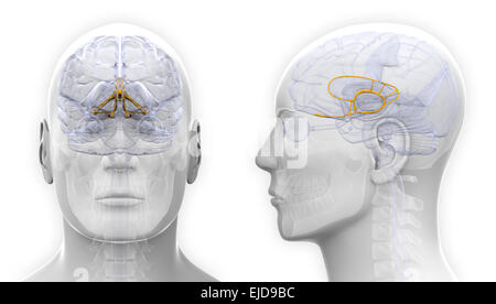 Männliche limbischen System Gehirn-Anatomie - isoliert auf weiss Stockfoto