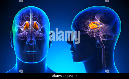 Männliche Thalamus Gehirn Anatomie - blue Konzept Stockfoto