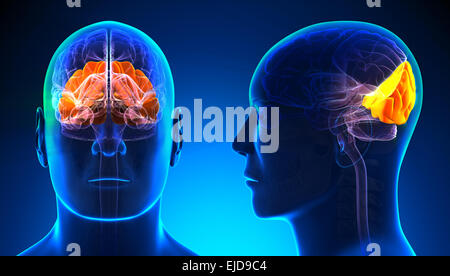 Männliche Occipital Vorsprung Gehirn Anatomie - blue Konzept Stockfoto