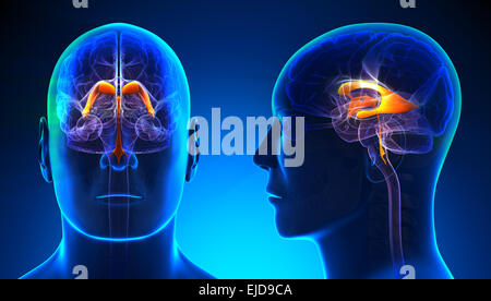 Männliche Thalamus Gehirn Anatomie - blue Konzept Stockfoto