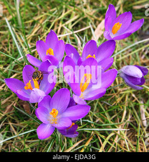 Die Biene sammelt Nektar auf eines der ersten Frühlingsblumen - Violette Krokusse Stockfoto