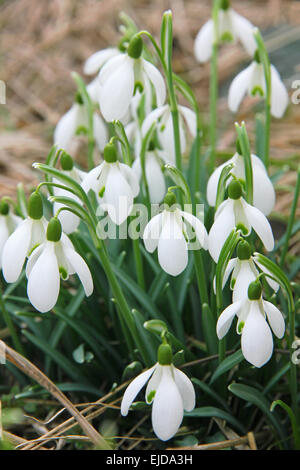 Weiße Schneeglöckchen gehört zu den ersten Frühling, die Blumen im Frühling Hintergrund verwenden können Stockfoto
