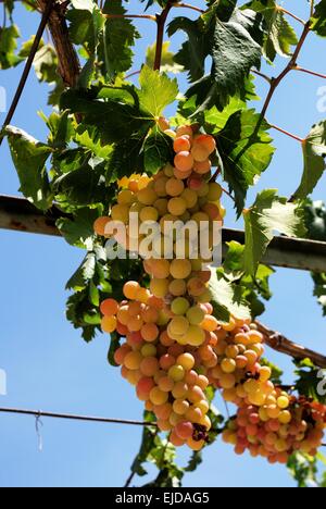Trauben von Trauben hängen von einer Weinrebe, Cabra, Provinz Córdoba, Andalusien, Spanien, Westeuropa. Stockfoto