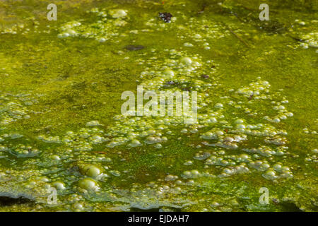 dichten Abdeckung des hellen gefangen filamentösen grünen Alge Algen mit Massen von Luftblasen Sauerstoff Methan Fäulnis Vegetation unten Stockfoto