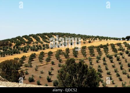 Olivenhaine auf sanften Hügeln in der spanischen Landschaft Montilla, Provinz Córdoba, Andalusien, Spanien, Westeuropa. Stockfoto