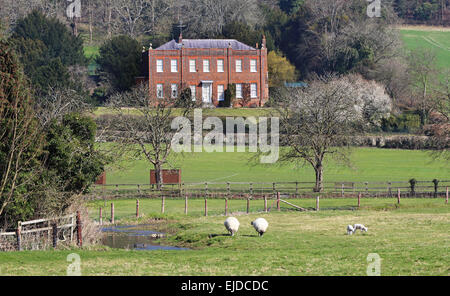 Eine englische Landschaft mit weidenden Schafen und Frühjahr Lämmer mit Herrenhaus im Hintergrund Stockfoto