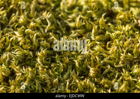 nahe Muster Detail von ausgetrockneten Moss zusammengerollt und Ausdörrende bis selbst warten, Regen auf Ken Rag Stein zu bewahren Stockfoto