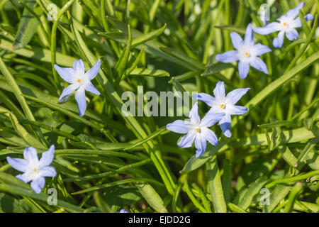 Alpine Star eine blasse blaue Blaustern Blüte im frühen Frühling Brighting am Tag Chionodoxa Luciliae Stockfoto