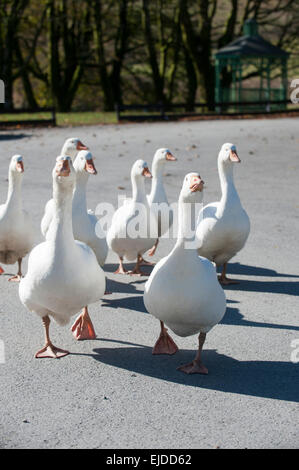 Gänse (Anser Anser Domestica) Devon England Europa Stockfoto