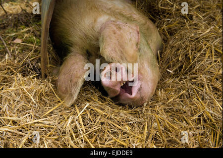 Ein großes Schwein liegend unter einem Schwein Arche Tierheim in tief Stroh Einstreu. Stockfoto