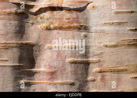 Detail der Kork Kambium und Lentizellen Oberfläche Birke mit länglich Stockfoto