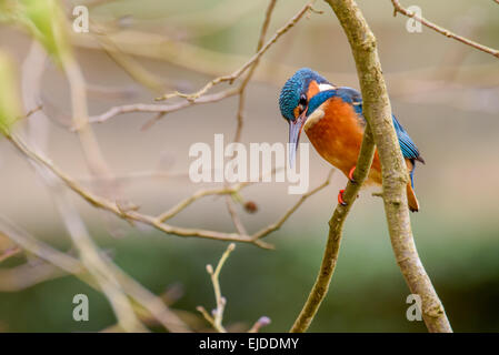 Ein Eisvogel wartet geduldig auf ihren Hochsitz für einen Fisch. Stockfoto