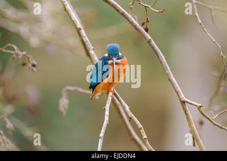 Ein Eisvogel wartet geduldig auf ihren Hochsitz für einen Fisch. Stockfoto