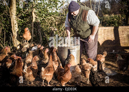 Ein Bauer einen feed Eimer, umgeben von einem Schwarm hungriger Hühner halten. Stockfoto