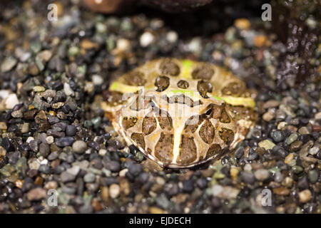 Frosch im natürlichen Lebensraum Stockfoto