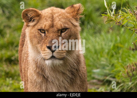 Captive afrikanische Löwin, Panthera Leo, Mittelwert in die Kameralinse auf der Suche Stockfoto