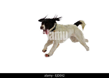 Arbeiten Springer Spaniel Haustier Jagdhund spielen im Schnee Stockfoto
