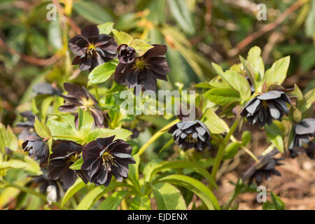 Helleborus Niger Christrose oder schwarze Nieswurz eine immergrüne mehrjährige blühende Pflanze voller Blüte Stockfoto