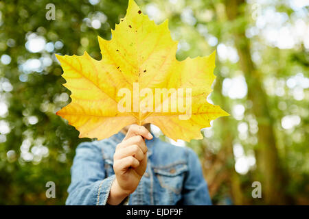 Buchenwälder im Herbst, mit grünen und herbstlichen rot und orange Laub. Stockfoto