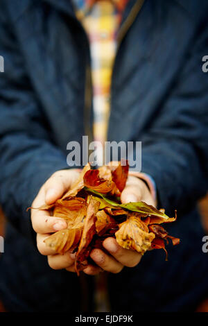 Buchenwälder im Herbst, mit grünen und herbstlichen rot und orange Laub. Stockfoto