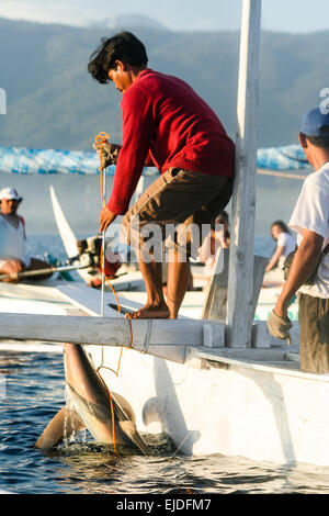 Lovina, Bali, Indonesien. Ein einheimischer Fischer arbeitet daran, um einen Hai zu landen. Stockfoto