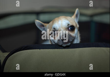 Porträt von Chihuahua Hund er den Kopf aus dem Käfig Stockfoto