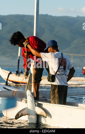 Lovina, Bali, Indonesien. Ein einheimischer Fischer arbeitet daran, um einen Hai zu landen. Stockfoto