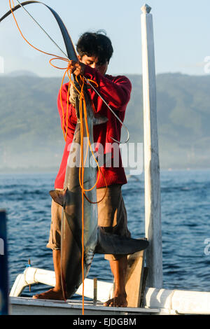 Lovina, Bali, Indonesien. Ein einheimischer Fischer arbeitet daran, um einen Hai zu landen. Stockfoto