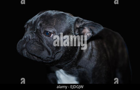 Eine schöne französische Bulldogge Hund Kopf Porträt mit niedlichen Ausdruck in das faltige Gesicht stehen und beobachten Stockfoto