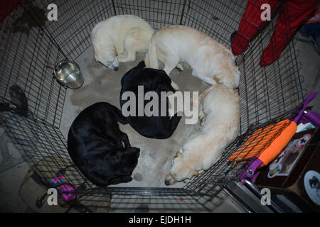 Fünf Labrador Hunde ruht auf ihrem Käfig vor Vorführung Stockfoto