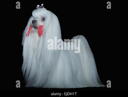 Porträt der eine kleine, junge und schöne Malteser Hund auf dunklem Hintergrund Stockfoto