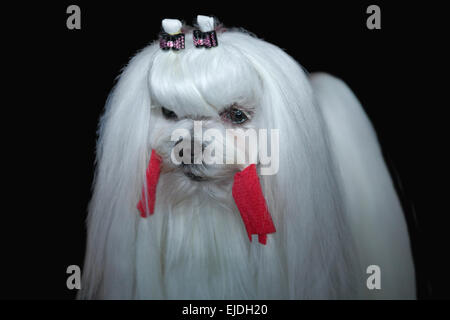 Porträt der eine kleine, junge und schöne Malteser Hund auf dunklem Hintergrund Stockfoto