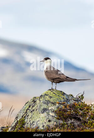 Long-tailed Jaeger (Stercorarius Longicaudus) Stockfoto