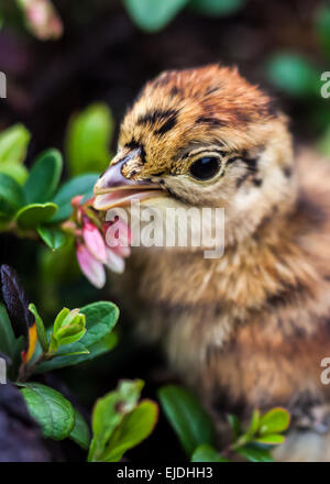 Birkhuhn Küken unter den Sträuchern Stockfoto