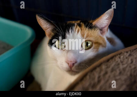 Eine Glückskatze ist sitzen und schauen mit großen grünen Augen. Stockfoto