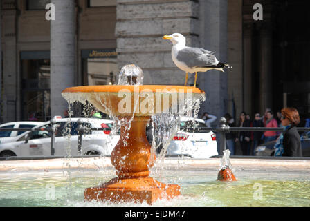 Silbermöwe, trinken aus einem Brunnen in der Piazza Colonna, Rom. Stockfoto