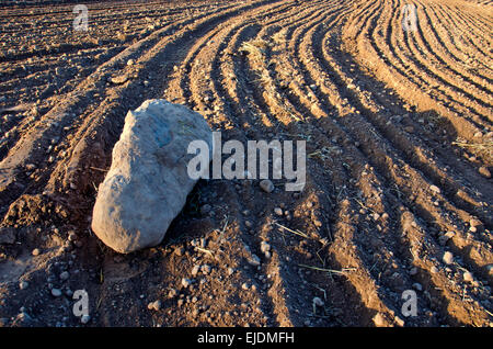 große Stein auf kultivierten frisch Hof-Feld-Boden Stockfoto