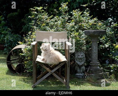 Flauschige weiße Katze auf Regiestuhl neben einem steinernen Löwen und Vogelbad im Bauerngarten Stockfoto