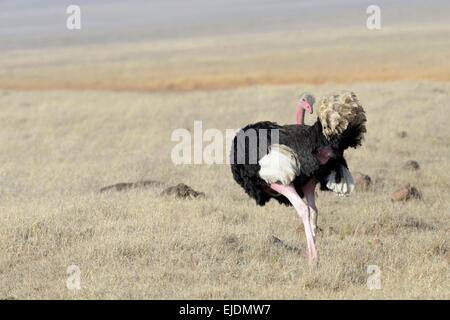 Männliche gemeinsame Strauß (Struthio Camelus) Reinigung seiner Schwanzfedern, Ngorongoro National Park, Tansania. Stockfoto