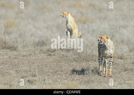 Gepard (Acinonyx Jubatus) stehend auf Savanne, schaut sich um mit anderen Gepard im Hintergrund, Ngorongoro Conservation area Stockfoto