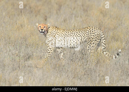 Gepard (Acinonyx Jubatus) zu Fuß auf Savanne, schaut in die Kamera, Serengeti Nationalpark, Tansania. Stockfoto