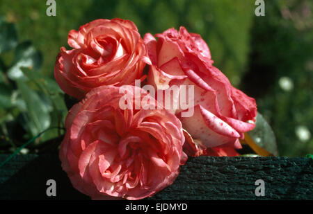 Nahaufnahme eines rosa Hybriden Teerose Stockfoto