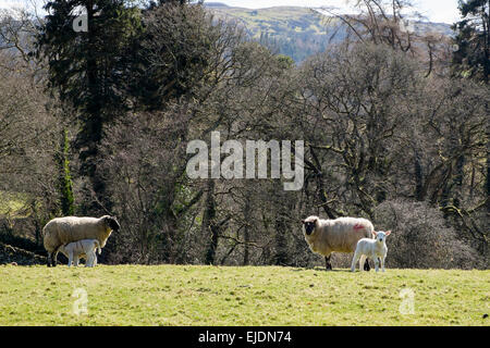 Welsh Mountain Sheep Mutterschafe mit jungen Lämmer in einem Feld im Frühjahr in der Nähe von Betws-y-Coed, Conwy, North Wales, UK, Großbritannien Stockfoto